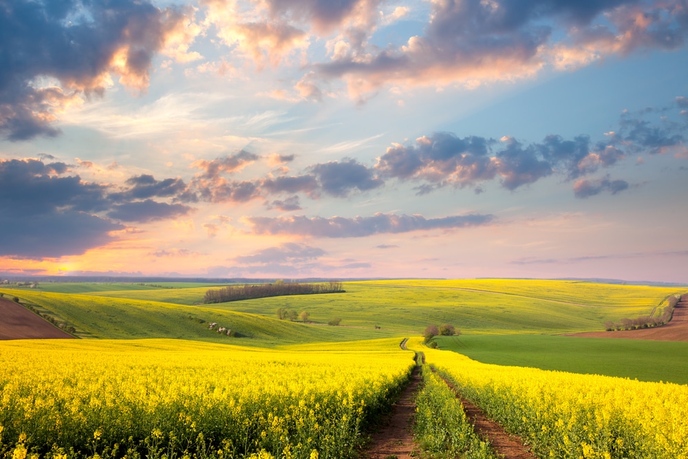 Yellow flowering fields in spring
