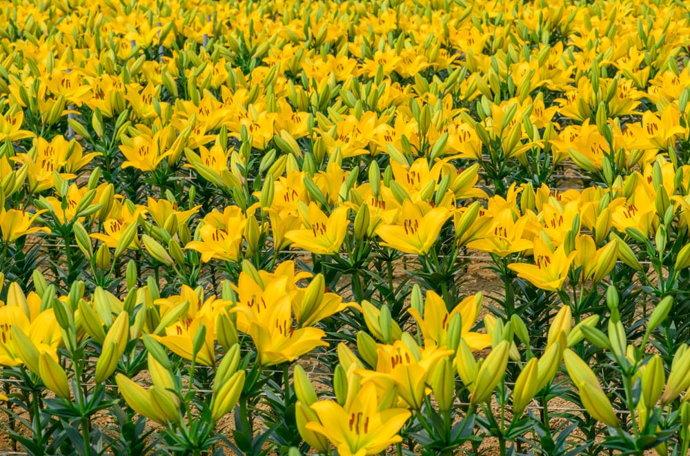 Bright yellow Lilium grand cru growing in a field