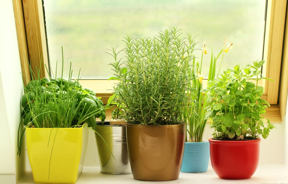 herbs growing in multi coloured plant pots