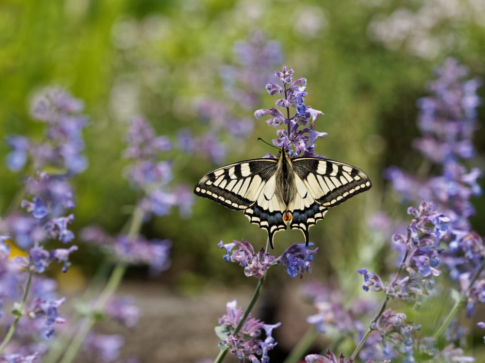 12 Remarkable Long Flowering Perennials Horticulture Co Uk