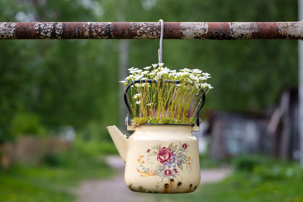 saxifrage plant with small white flowers growing from an old ceramic teapot