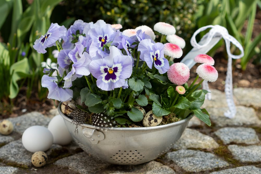 viola flowers and bellis perennis growing out of a colander