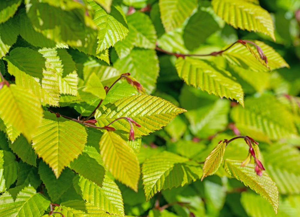 Light green leaves of hornbeam in spring