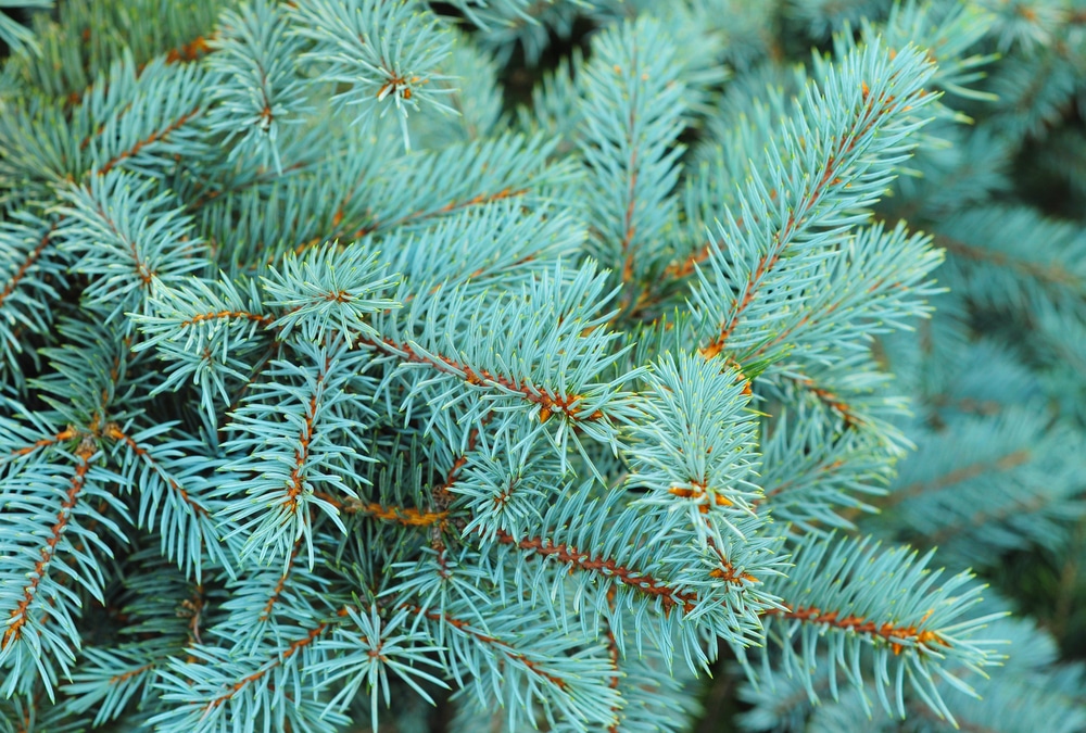 Blue pines of spruce branches