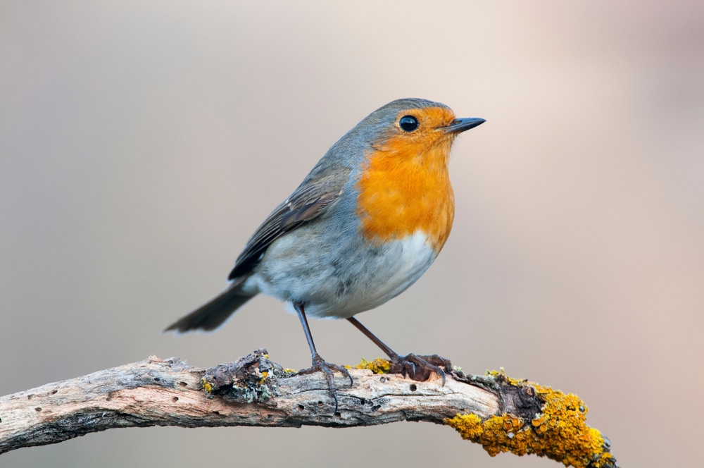 Orange breasted robin on branch