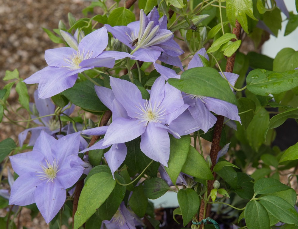 Purple clematis 'Cezanne' in a country garden