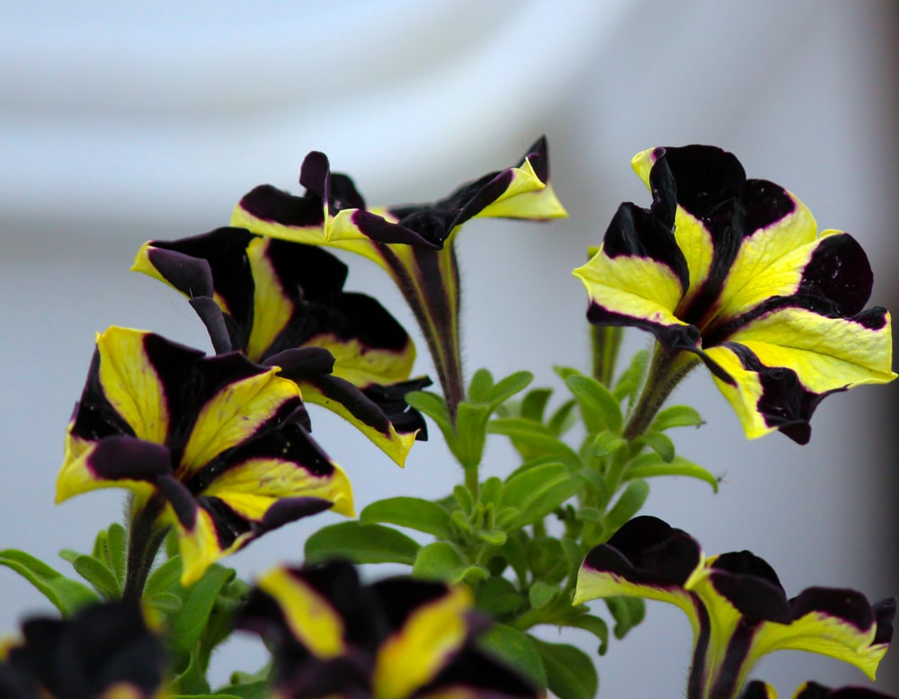Yellow and black petunia phantom