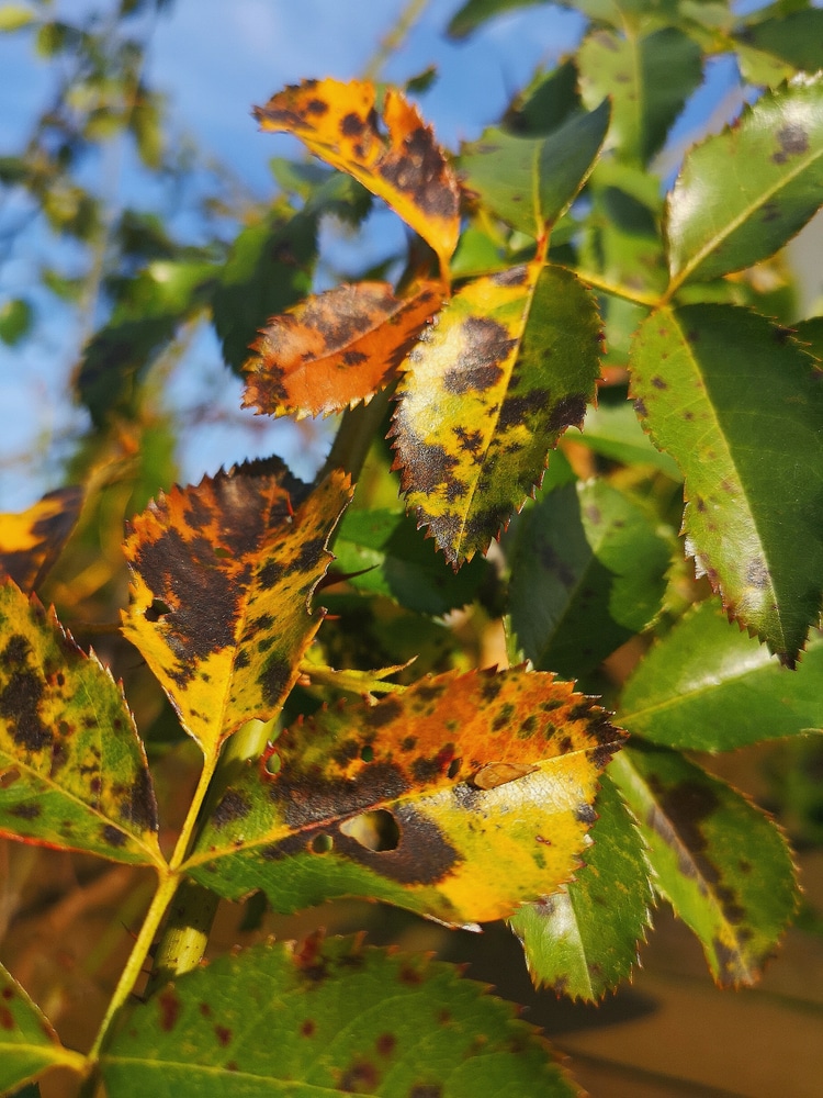 how-to-treat-rose-black-spot-easily-upgardener