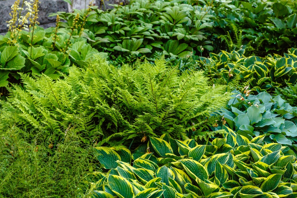 Green leaves of hosta and other flowering plants