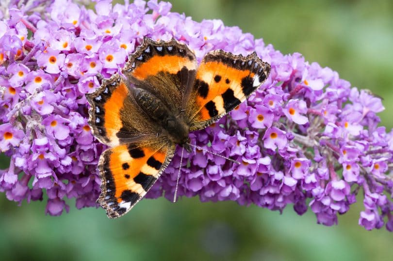 How (And When) To Prune Buddleia In The UK | UpGardener™