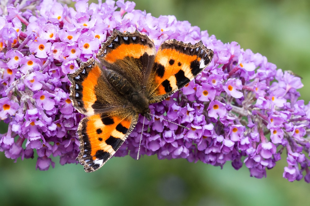 A small Tortoiseshell butterfly sat on buddleia plant