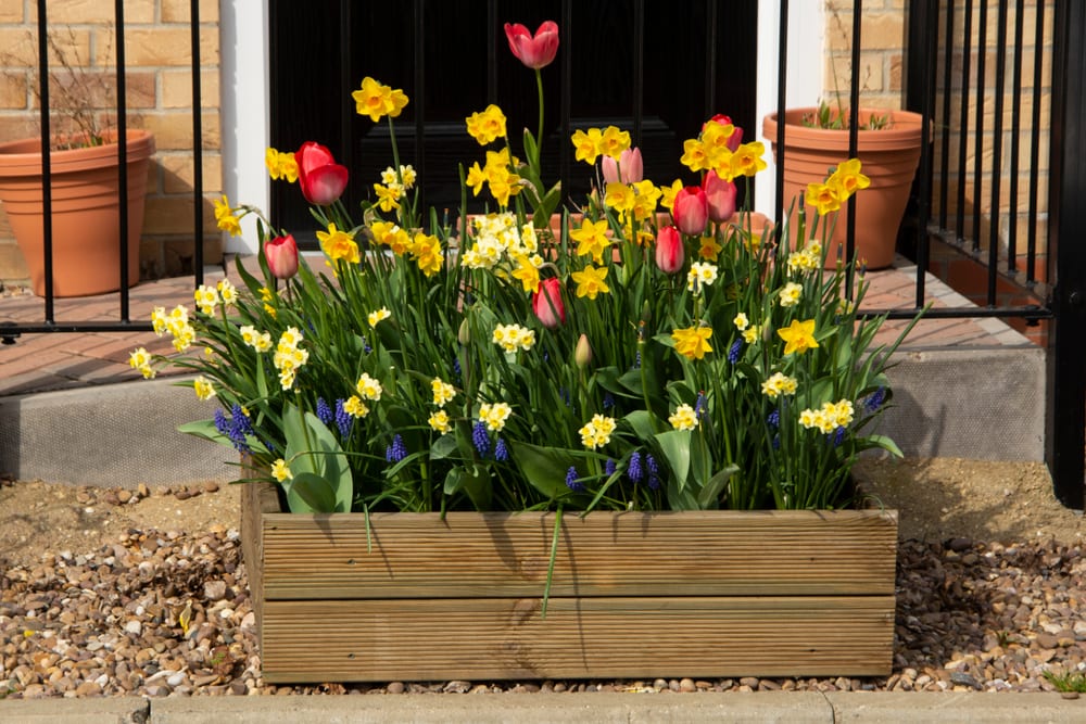 beautiful tulips and daffodils growing from a wooden planter