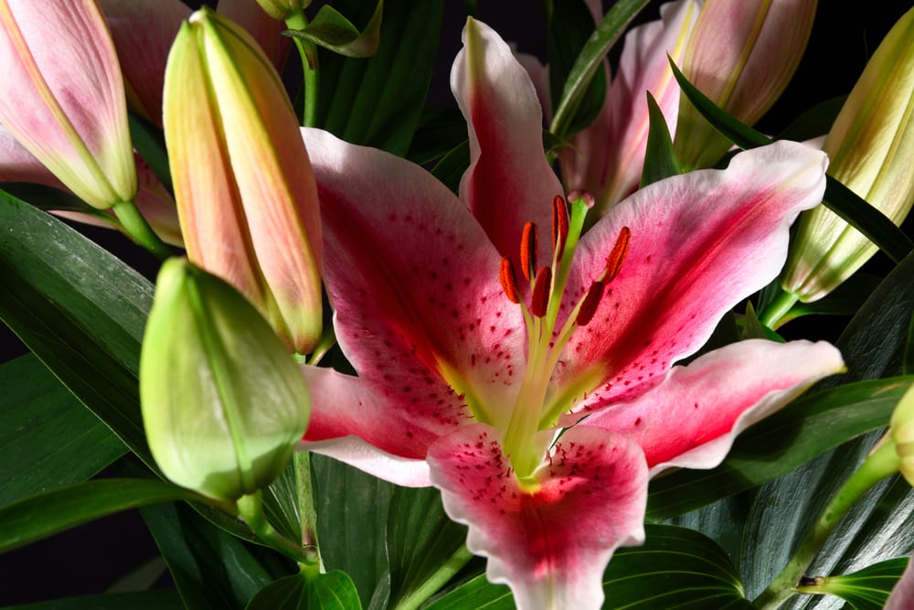 close up of a starlight express lily