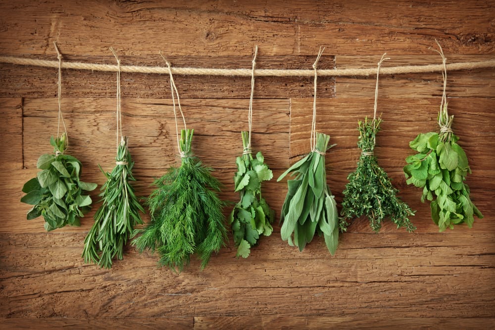 fresh herbs hanging over wooden background