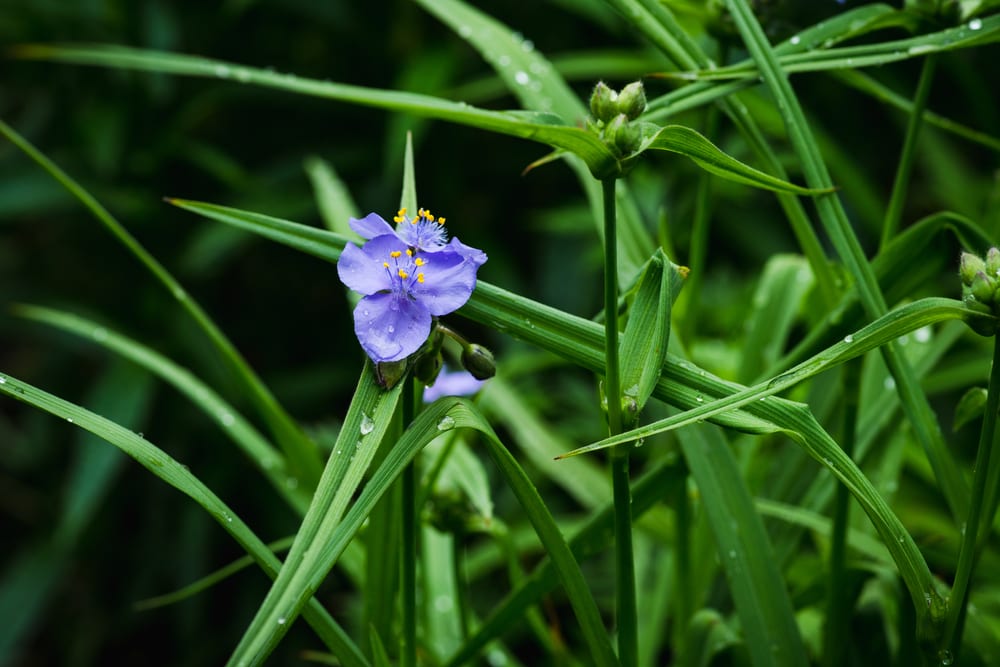 blue Tradescantia blooming in the garden, green foliage in the background