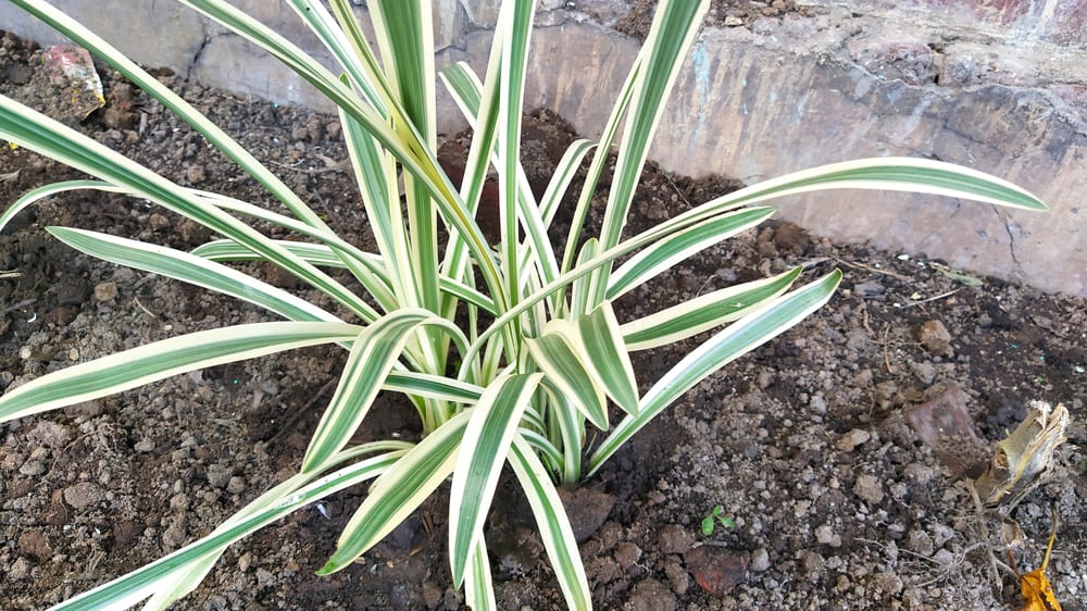 tasmanian flax lily in soil