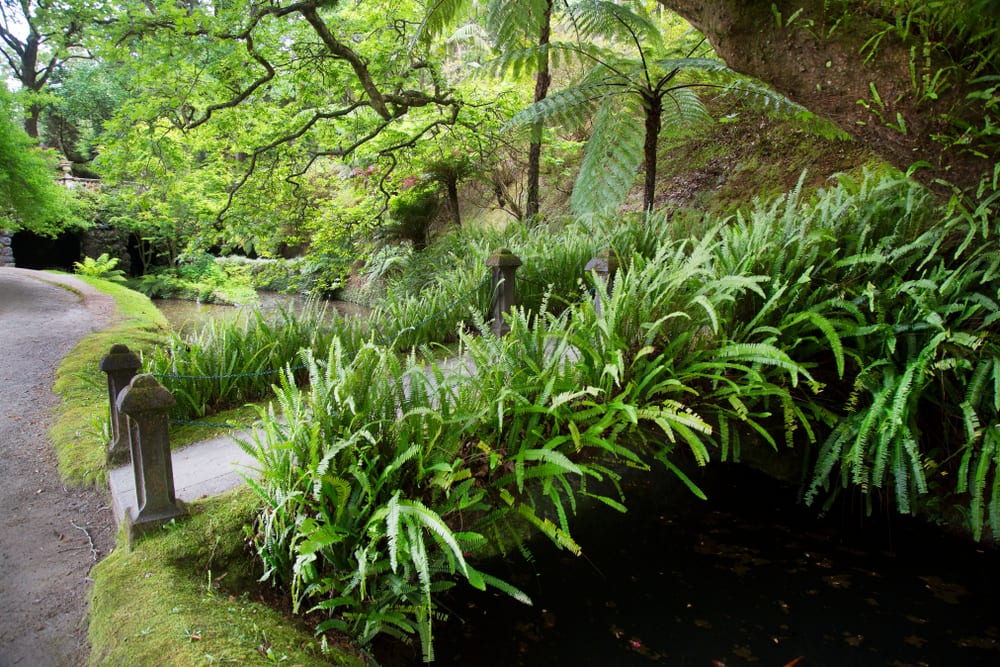 subtropical lush green ferns