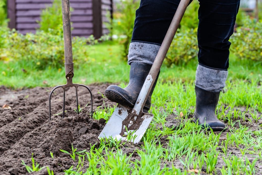 spade being pushed into vegetable patch by gardener