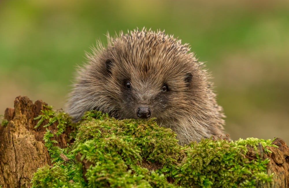European hedgehog on green moss