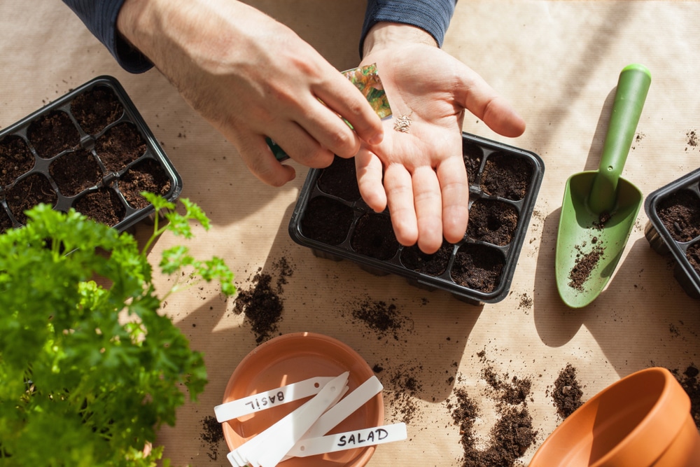 A gardener planting petunia seeds in a plastic tray