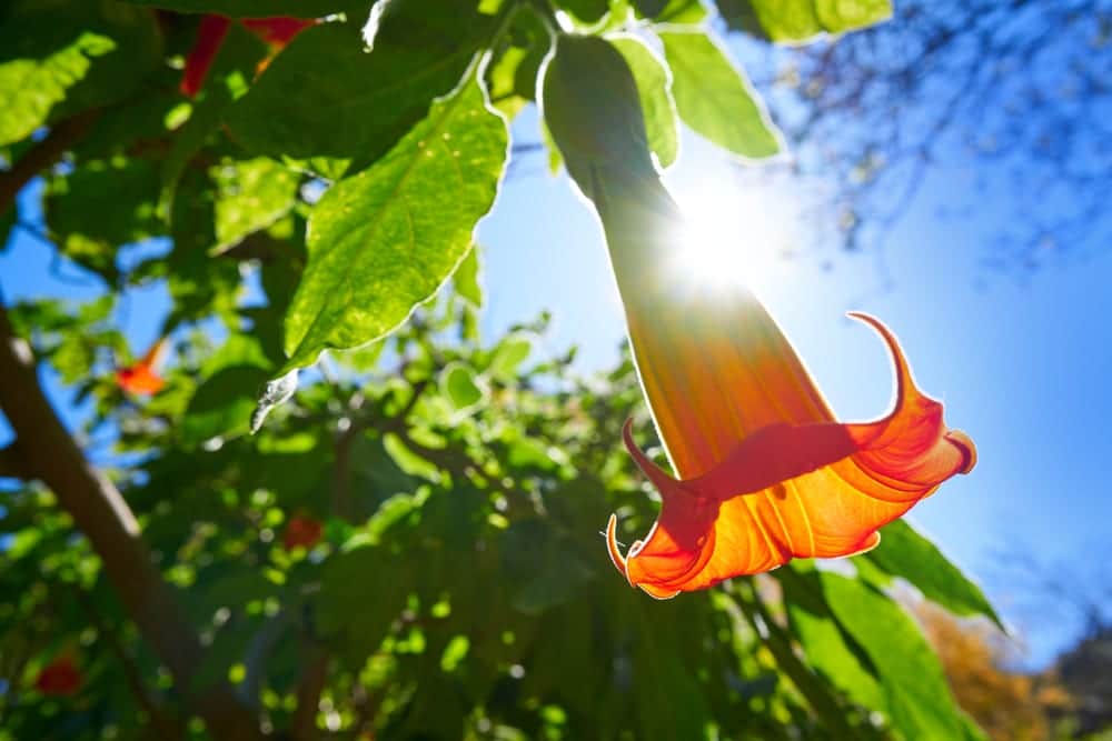 angels trumpet flower in focus with green leaves in background