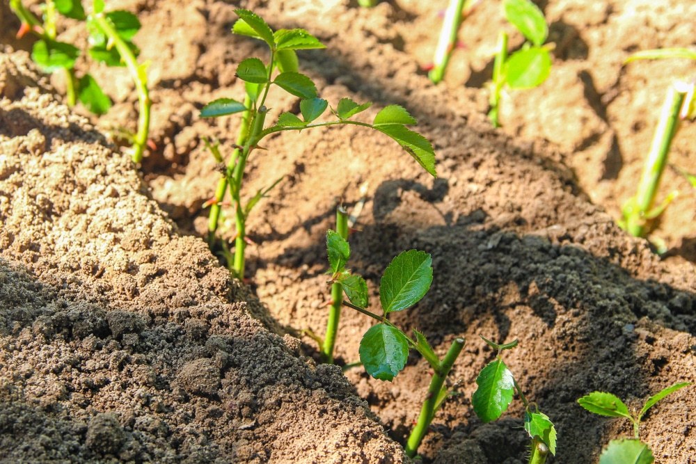 planting rose cuttings in soil trenches for rooting