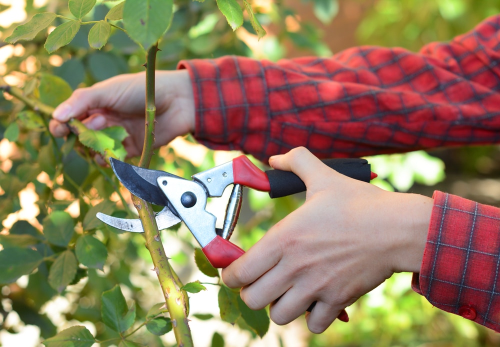 A gardener pruning a rose bush to encourage flowering