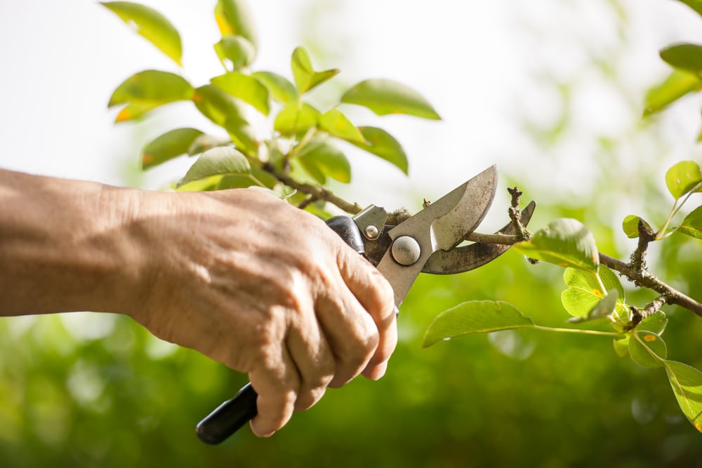 man pruning trees with secateurs