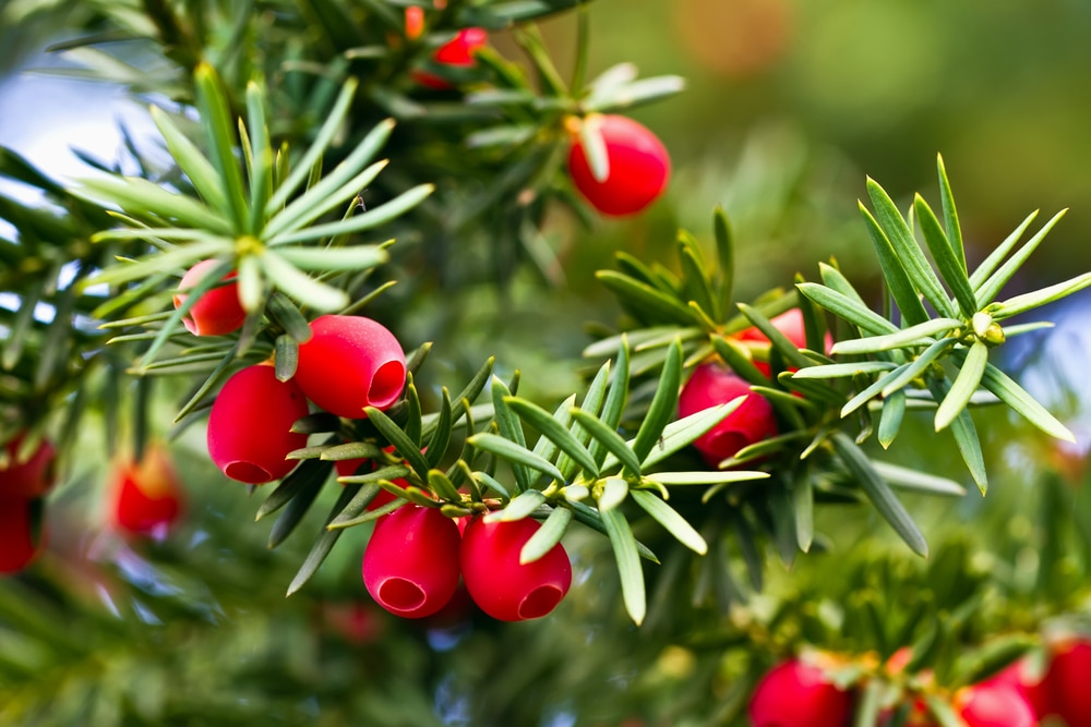 Yew tree with red fruits
