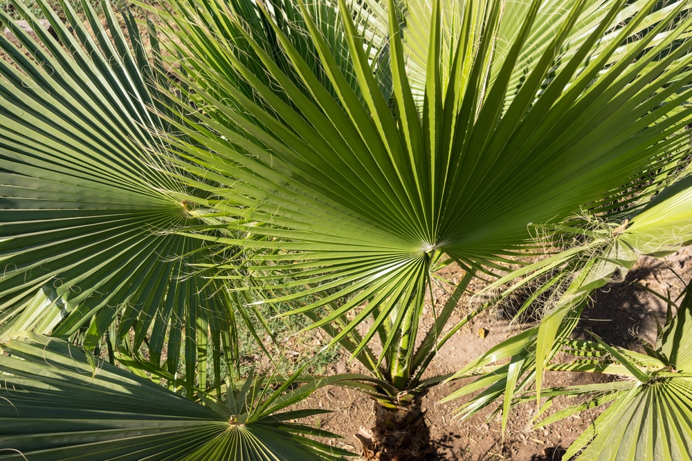 palm leaf of trachycarpus fortunei close up