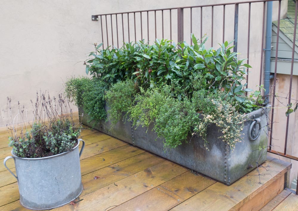 bay tree, thyme and lavender growing in metal planters on garden decking