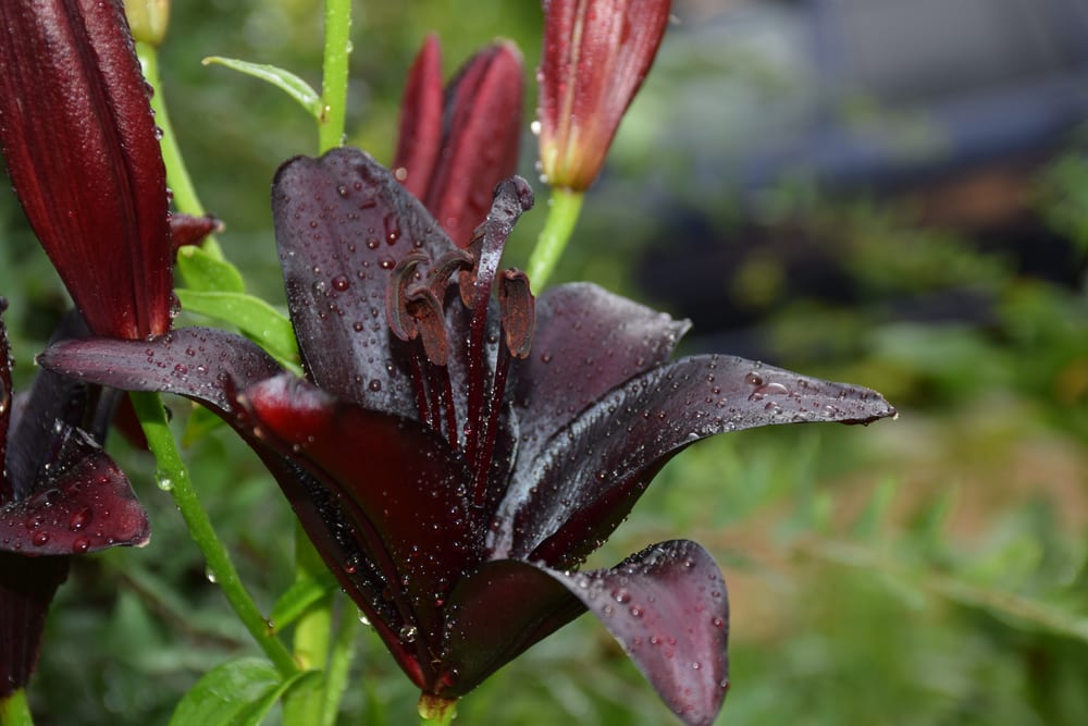 black lily flower with backdrop of garden