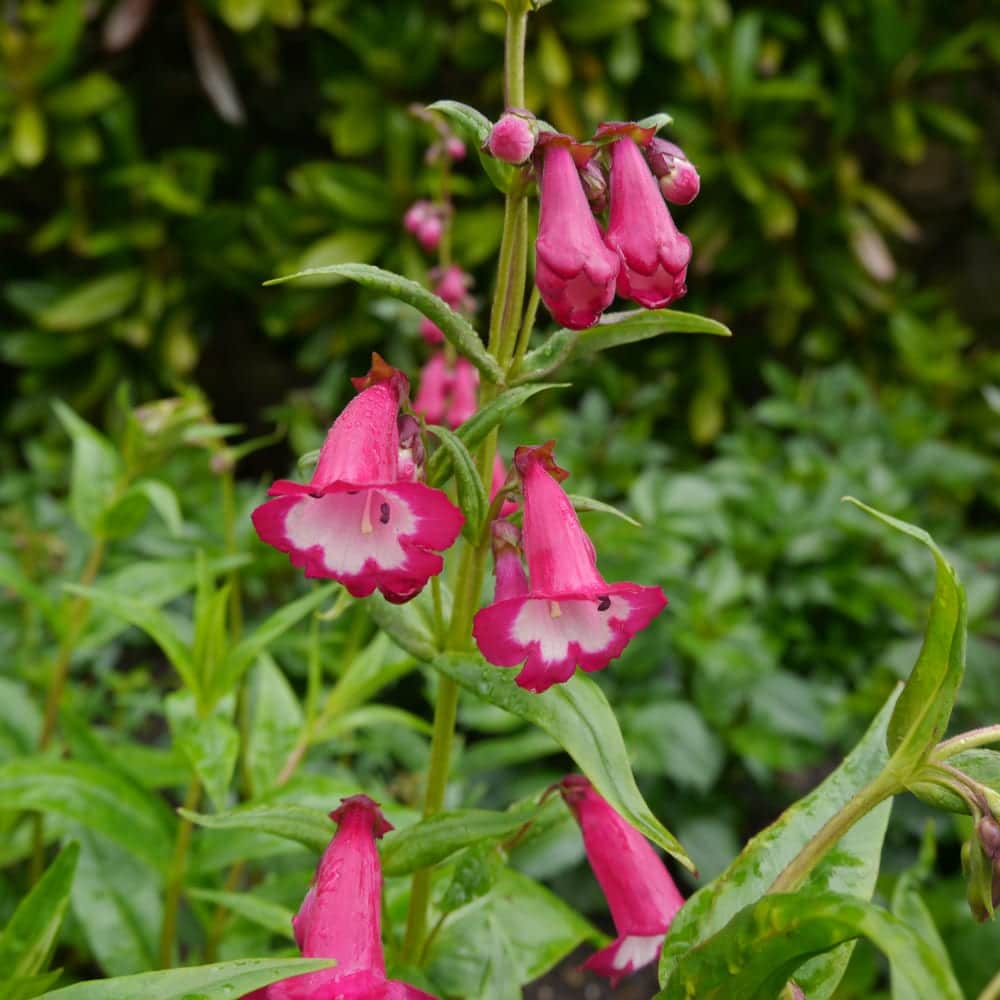 12 Remarkable Long Flowering Perennials Horticulture Co Uk