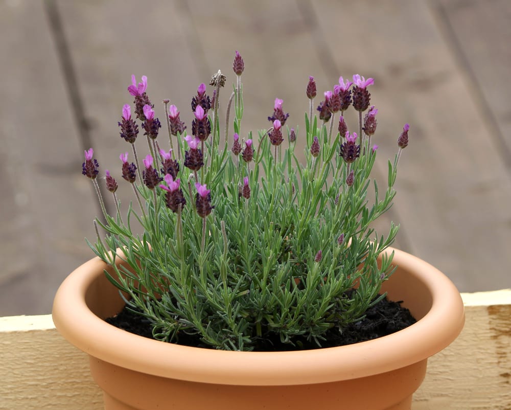 lavender plants in a pot