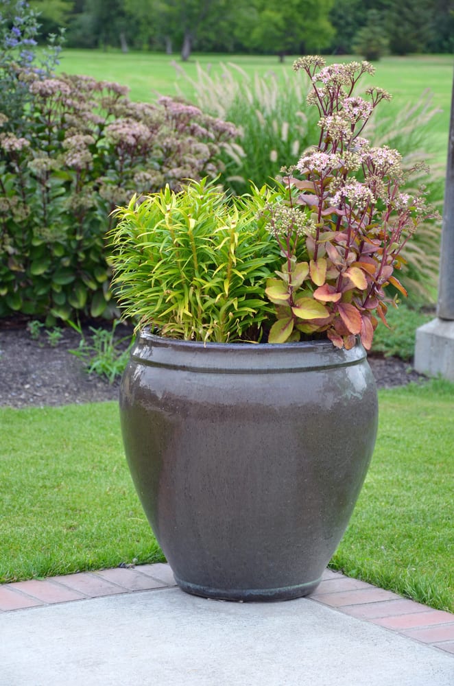 a ceramic planter on a garden patio