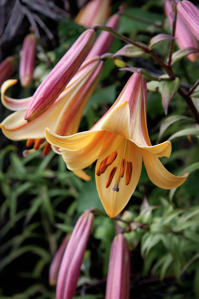 african lily flowers in focus with greenery in background