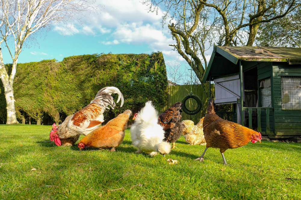 Small, free range flock of hens