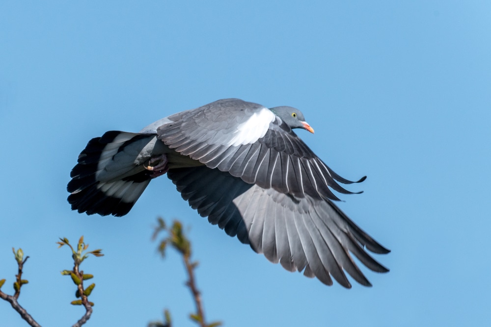 woodpigeon flying through a blue sky