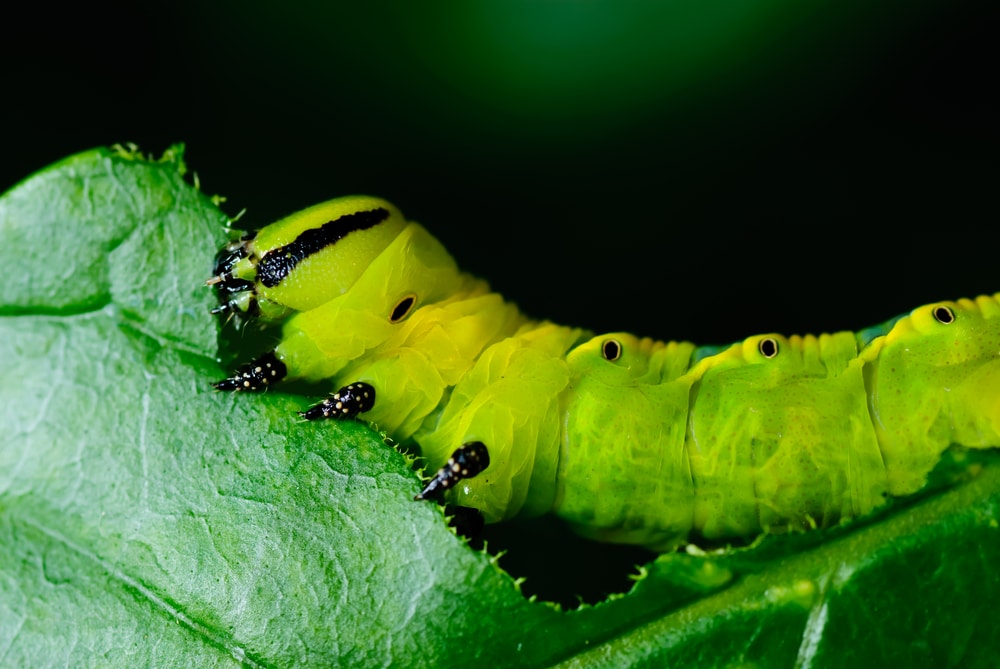 close up of a bright green caterpillar eating a plant