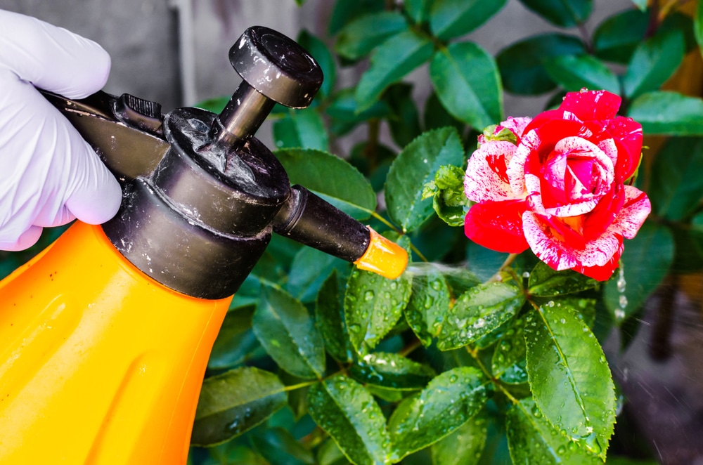 gardener spraying a rose bush