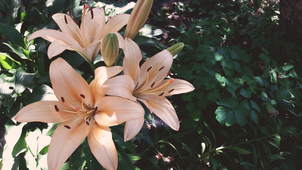 Beautiful lily flowers with green leaves in background