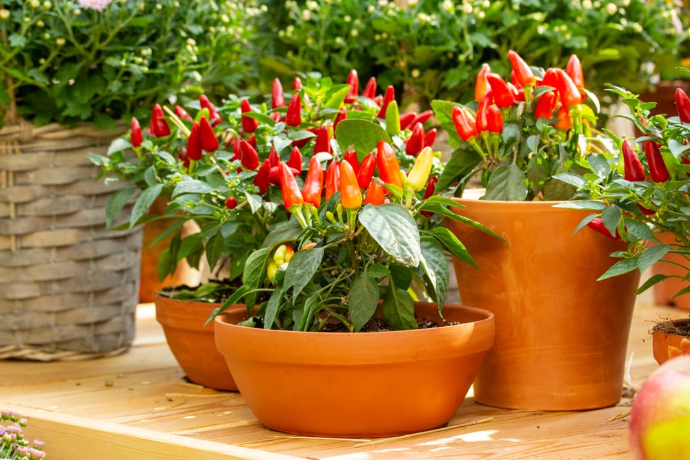 red jalapeno peppers growing in clay pots