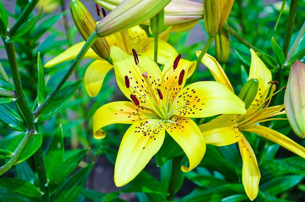 bright wild yellow lilies in bloom
