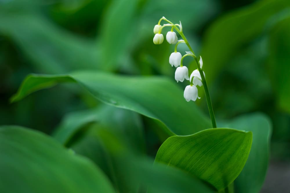 Lily of the valley flower in focus with greenery in background