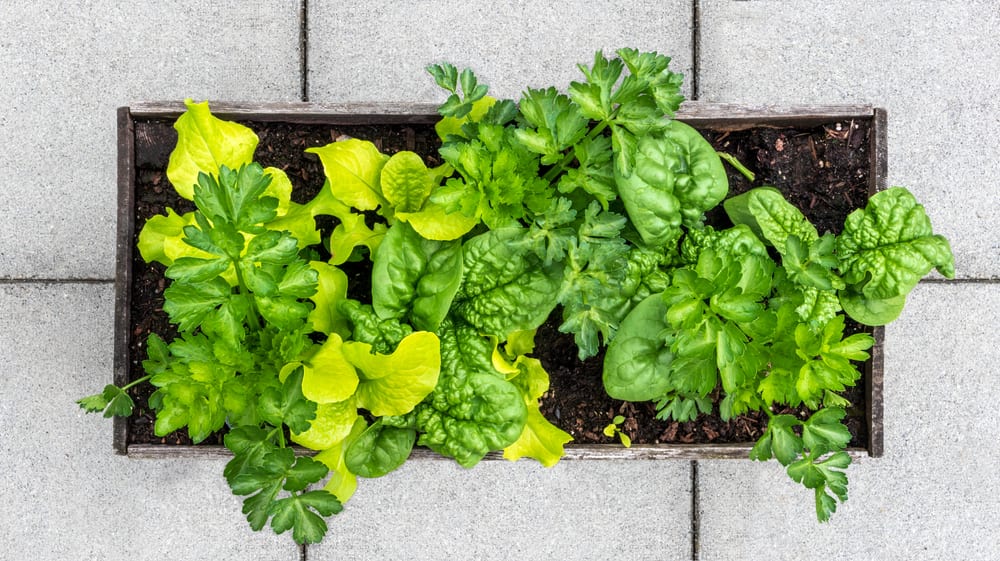 planter filled with lettuce, spinach and celery