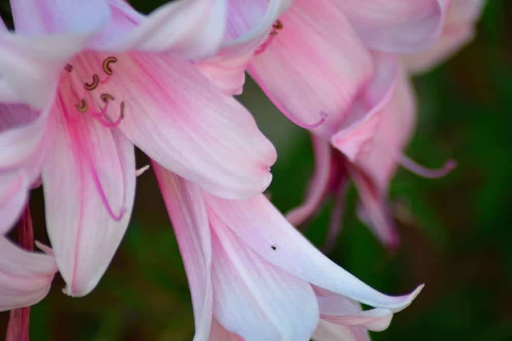 pink trumpets blooming in a garden