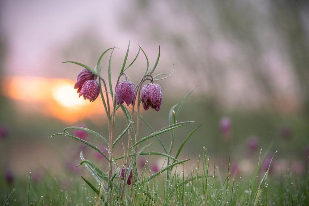 snakes head fritillary with early morning dew