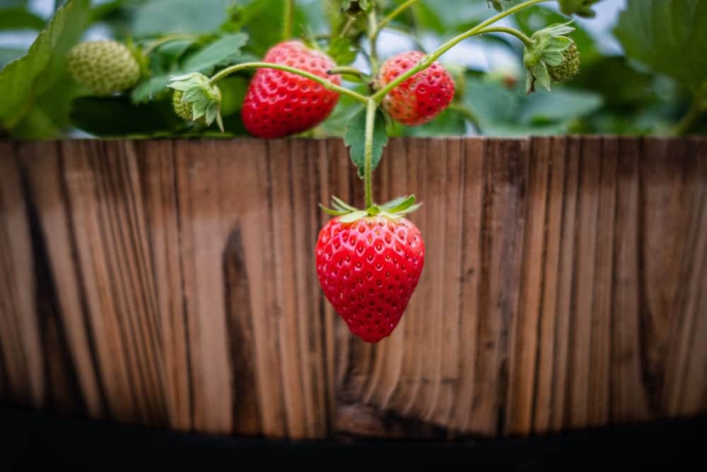 strawberries hanging over the side of a wood barrel