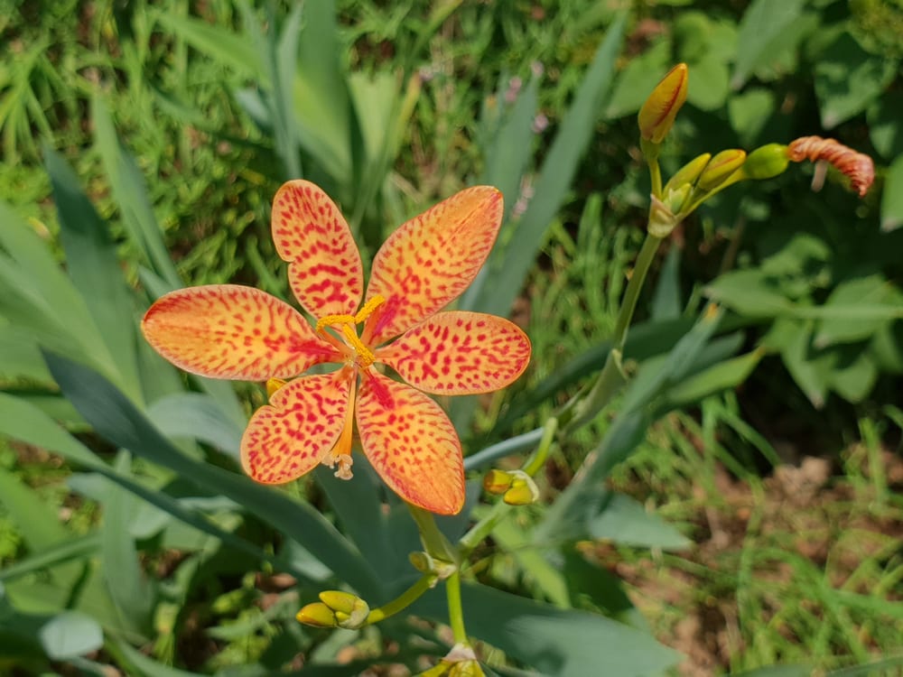 leopard flower in focus with green foliage in background