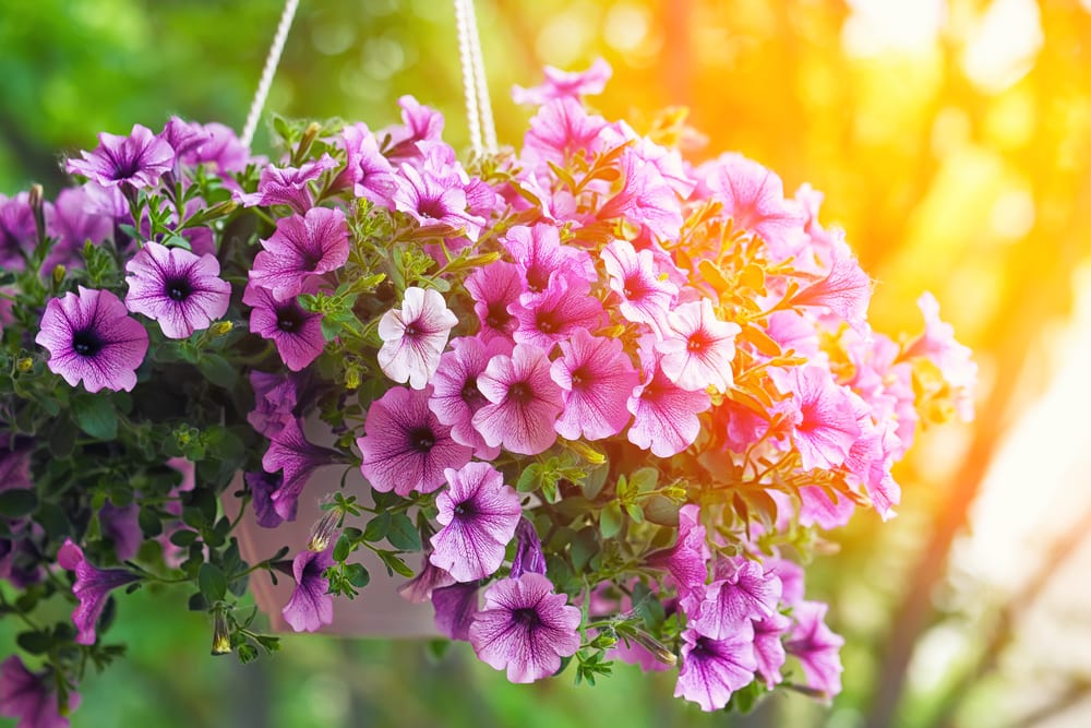 purple petunia flowers in a hanging planter